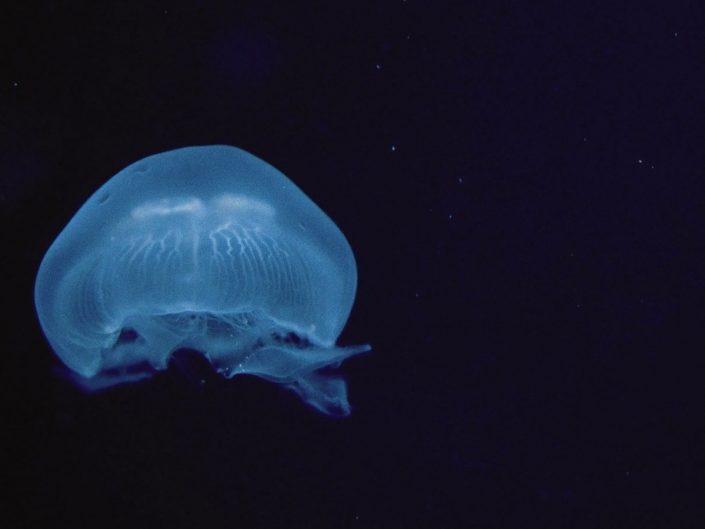 aQuarium